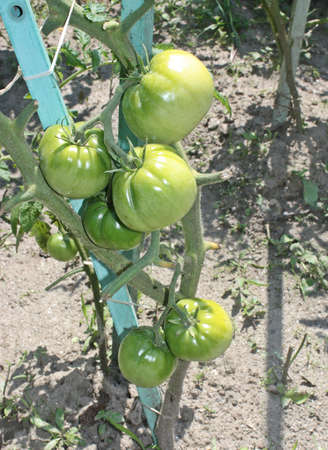 Green tomatoes on bushの写真素材