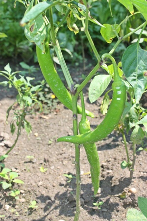 green chili pepper on the plantの写真素材