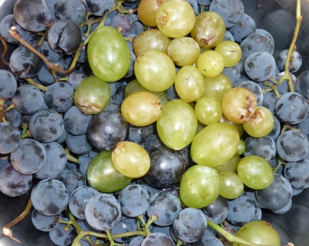 Background from blue and green grapesの写真素材