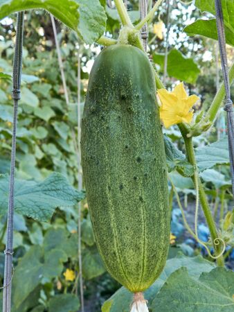 Green cucumber hang on a green branch in a gardenの写真素材