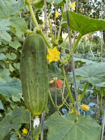Green cucumber hang on a green branch in a gardenの写真素材