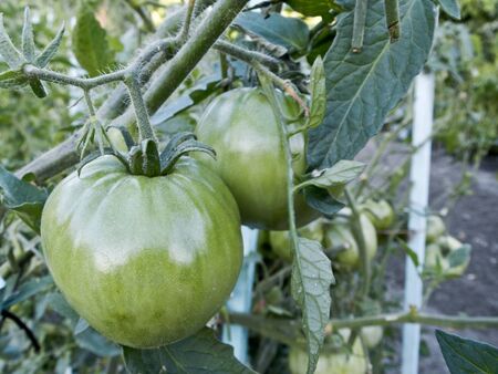 Green tomatoes growing on the branchesの写真素材
