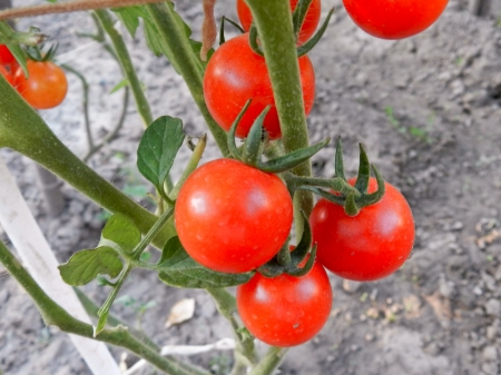 Cherry tomatoes in a garden の写真素材