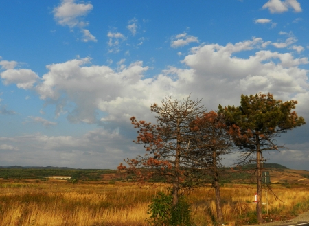 Golden wheat field and trees under beautiful cloudy skyの写真素材
