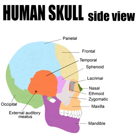 Side view of Human Skull, vector illustration (for basic medical education, for clinics & Schools)のイラスト素材