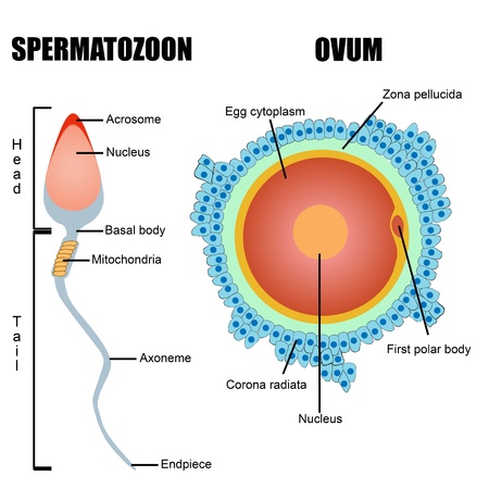 Structure of human gametes : egg and sperm (useful for education in schools and clinics ) のイラスト素材