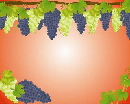 White and black grapes background, illustrationのイラスト素材