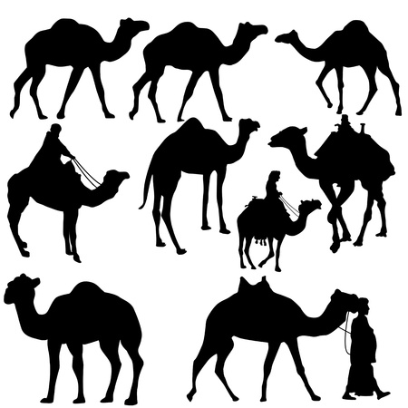 Set of camels silhouettes on white background,  illustrationのイラスト素材