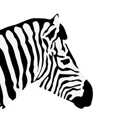 Zebra on white, vector illustrationのイラスト素材