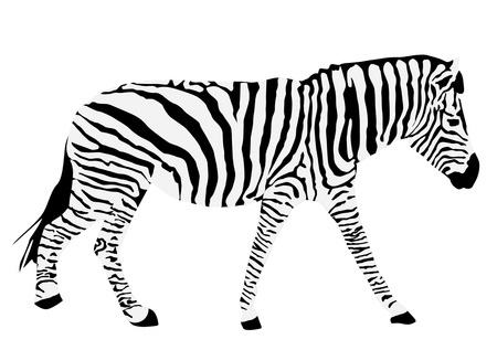Animal illustration of  zebra silhouetteのイラスト素材