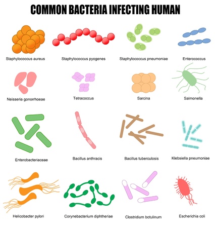 Common bacteria infecting human, vector illustration (for basic medical education, for clinics & Schools)のイラスト素材
