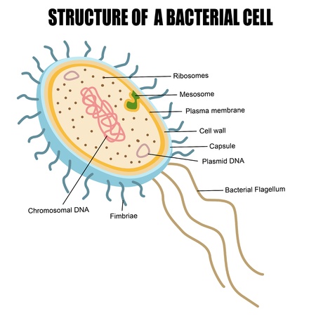 Structure of a bacterial cell, vector illustration (for basic medical education, for clinics & Schools)のイラスト素材
