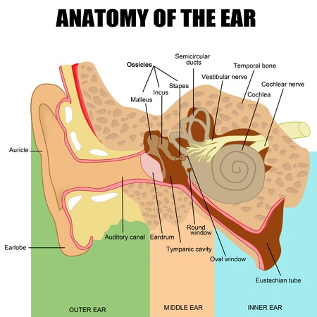 Anatomy of the human earのイラスト素材
