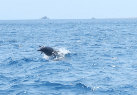 A dolphin jumping out of the water on the Mediteranean Seaの写真素材