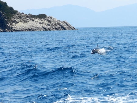 A dolphin jumping out of the water on the Mediteranean Seaの写真素材