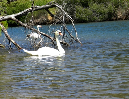 a couple of swans in the lake waterの写真素材