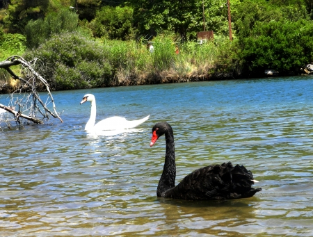 Two swans white and black on a lakeの写真素材