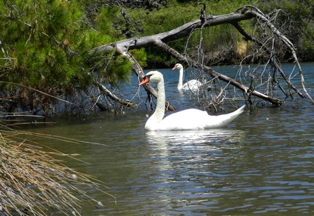 a couple of swans in the lake waterの写真素材