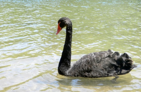 Black Swanの写真素材
