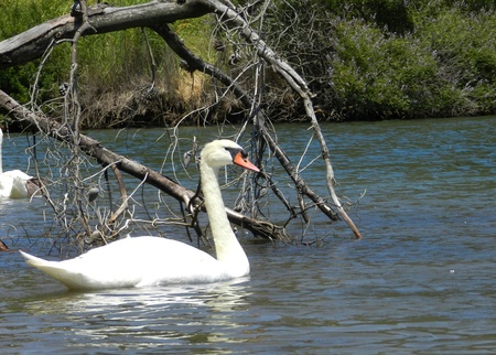 White swan on the water surfaceの写真素材