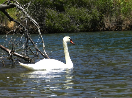 White swan on the water surfaceの写真素材