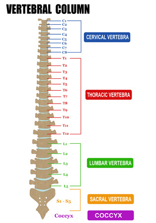 Vertebral column - including Vertebra Groups ( Cervical, Thoracic, Lumbar, Sacral ), vector illustration (for basic medical education, for clinics & Schools)のイラスト素材
