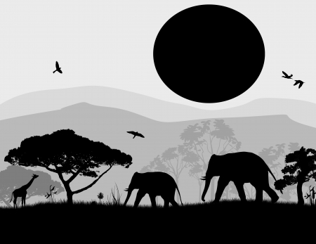 Wild elephants and giraffe at sunset on blac and white, vector illustrationのイラスト素材