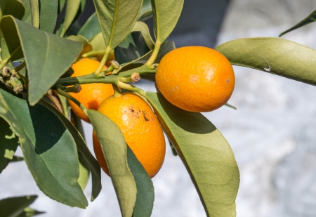 Oranges hanging treeの写真素材