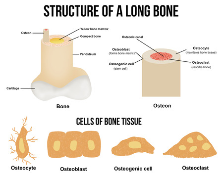 Structure of a long bone and cells of bone tissue(useful for education in schools and clinics ) - vector illustrationのイラスト素材