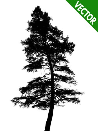 Pine tree on a white background, vector illustrationのイラスト素材