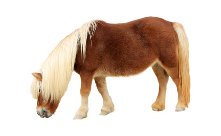 Palomino Shetland pony on white backgroundの写真素材