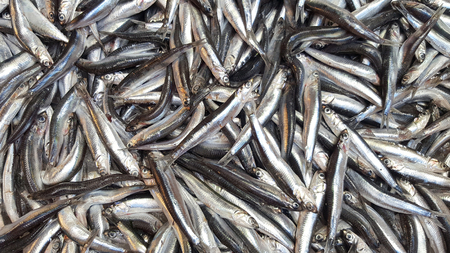 Fresh anchovies background. Small Mediterranean fish at marketの写真素材