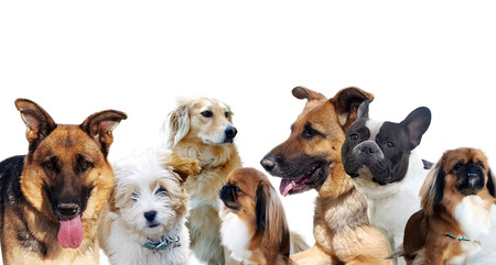 Group of dogs on white backgroundの写真素材