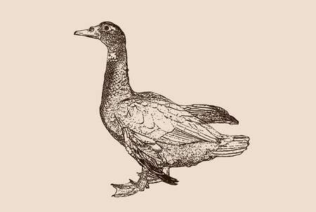 Duck engraving on retro background, vector illustration.のイラスト素材