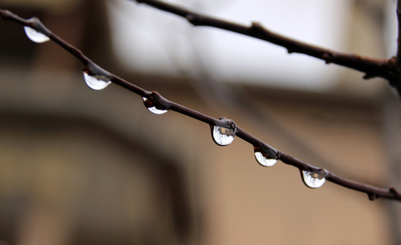 Rain drops on a branch. Shallow depth of field.の写真素材