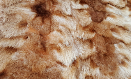 Brown and white fur natural texture for background