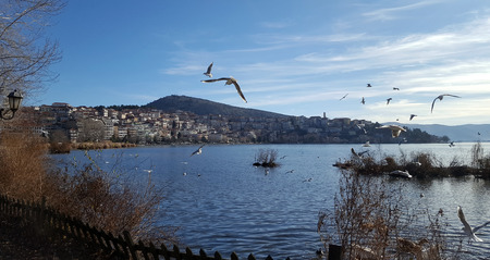 Scenic view of Kastoria town with seagull flying over the famous Orestiada lake in Greeceの写真素材
