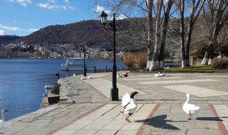 White geese on front of the lake Orestiada in Kastoria town, Greeceの写真素材