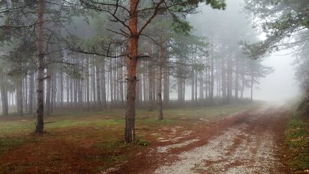 Amazing mystical forest with fogの写真素材