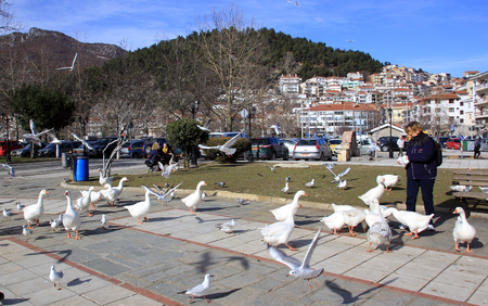 KASTORIA, GREECE- January 19, 2018. Woman feeding geese by the lake Orestiada in Kastoria town, Greeceのeditorial素材
