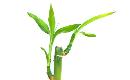 Fresh bamboo on white backgroundの写真素材