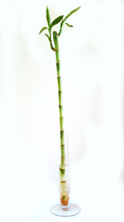 Green lucky bamboo or Dracaena braunii in glass water on white backgroundの写真素材