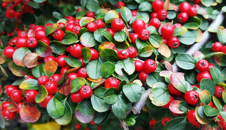 Red berries (cotoneaster horizontalis) background