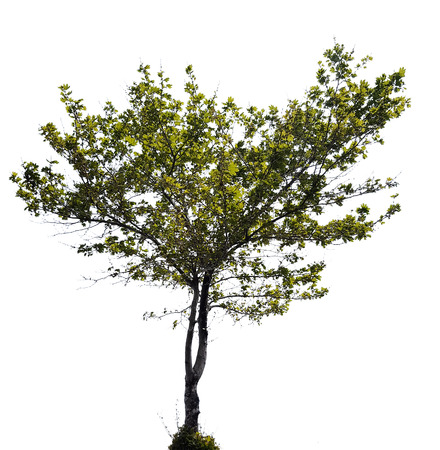 Beautiful tree with green leaves on white background の写真素材