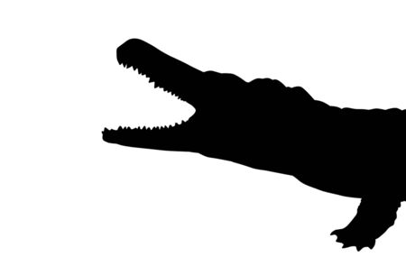 Black silhouette of a crocodile head on white background, vector illustrationのイラスト素材