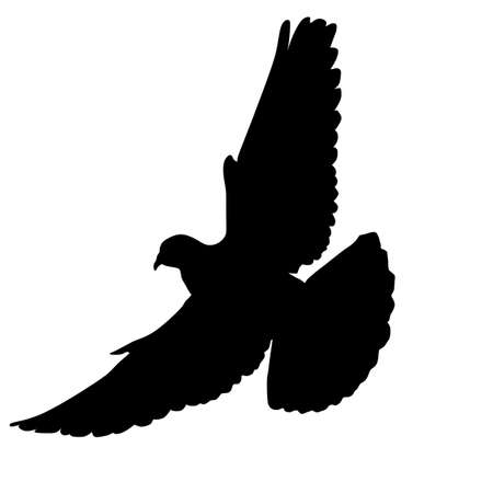 Flying dove on white background, vector illustrationのイラスト素材