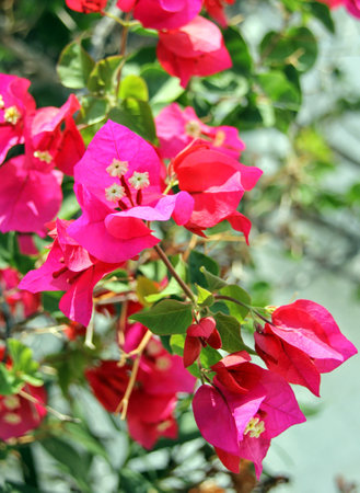 Close-up detail of a magenta bougainvillea flowerの写真素材