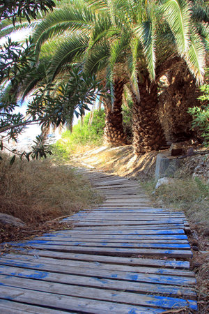 Wooden plank path to a tropical beach surrounded by palms on Samos island, Greeceの写真素材
