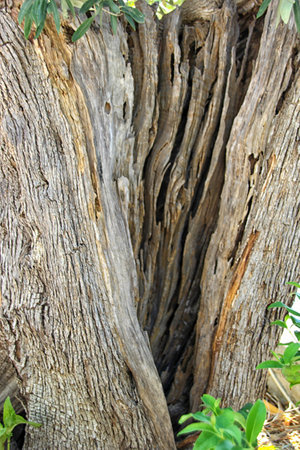 Old olive tree trunk textureの写真素材