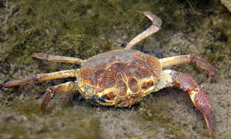 European freshwater crab (Potamon fluviatile) in natural habitat